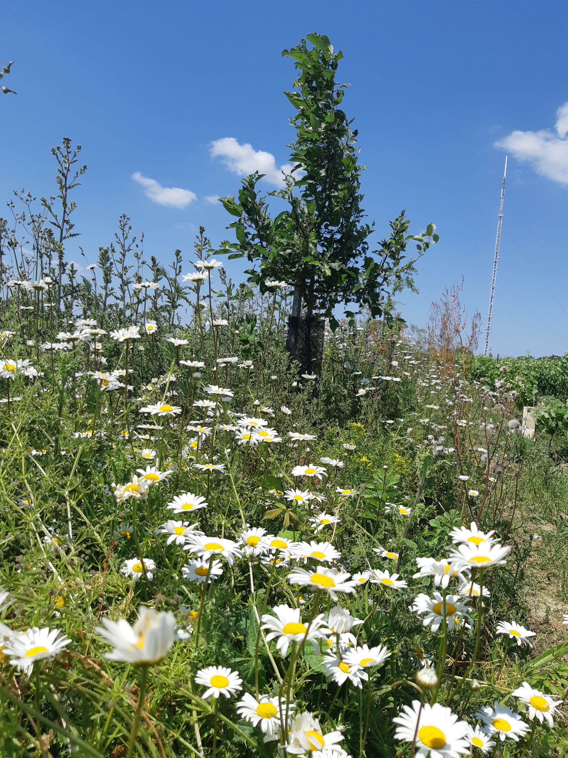 Fleurs et arbre