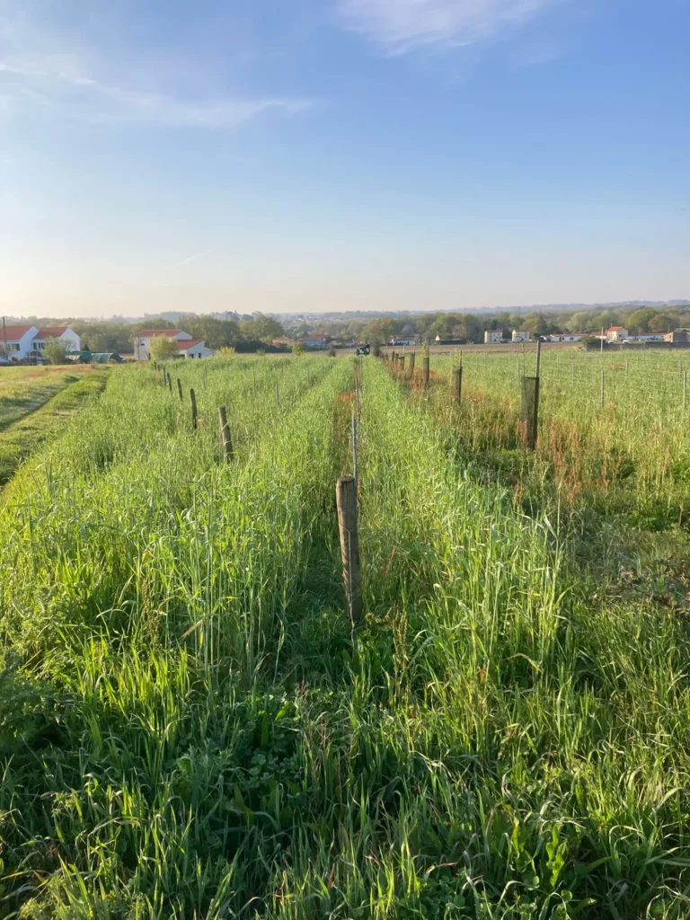 Champ avec des poteaux pour les vignes