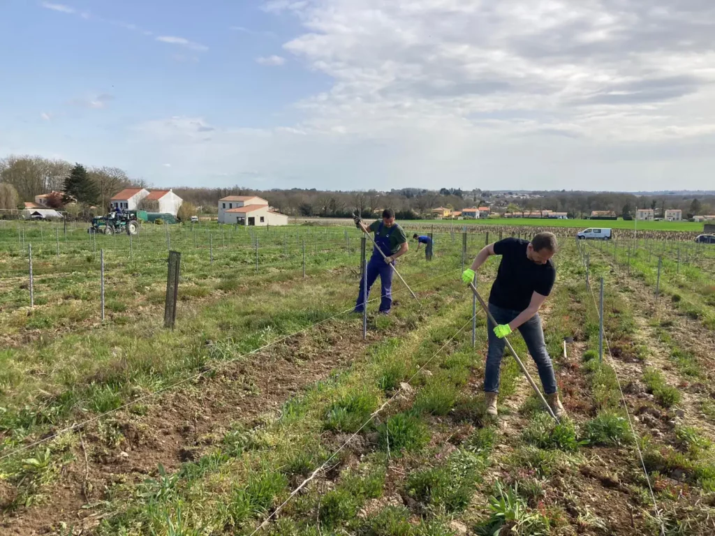 Personnes qui préparent un champ pour les vignes