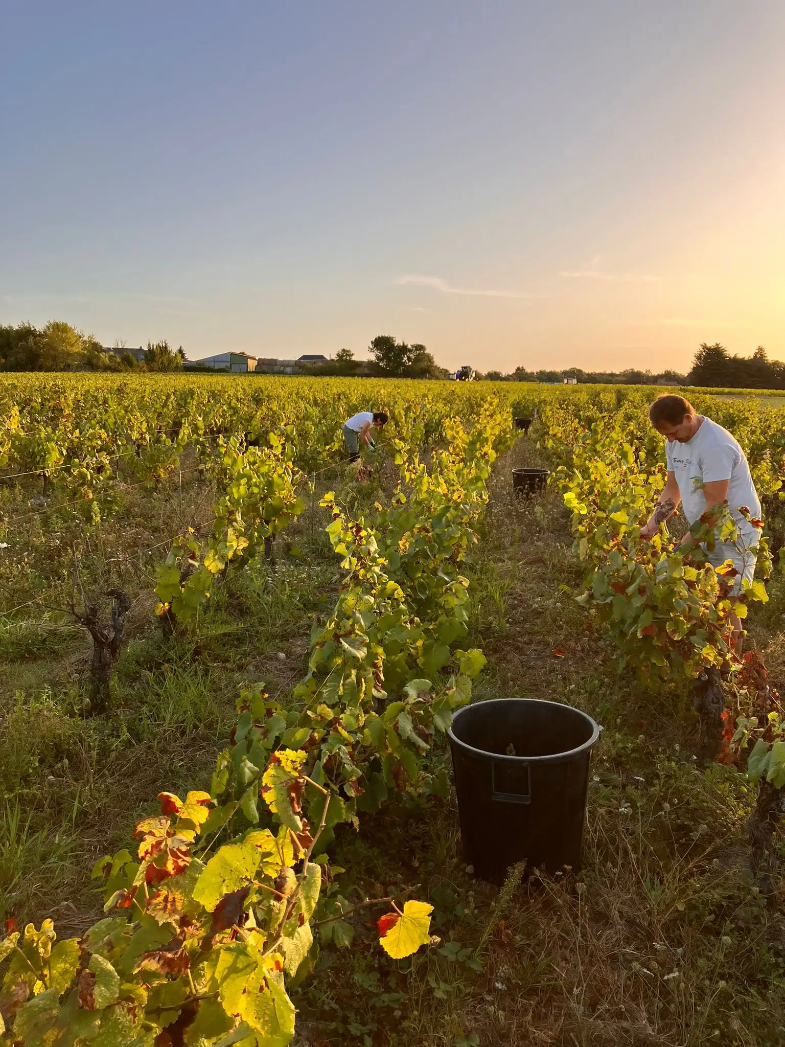 Rang de vignes avec des personnes qui récoltent