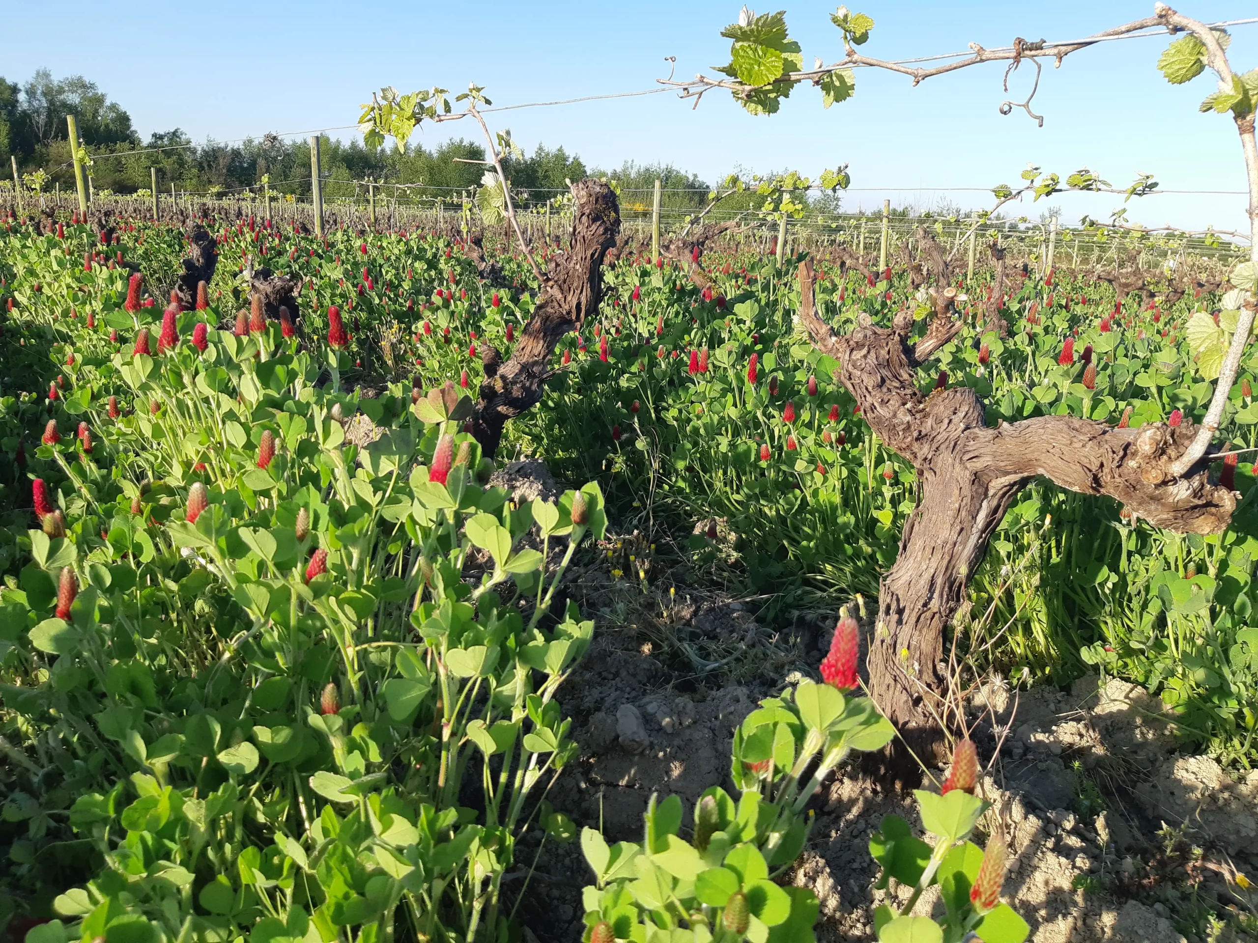 Vigne bio avec des fleurs entre