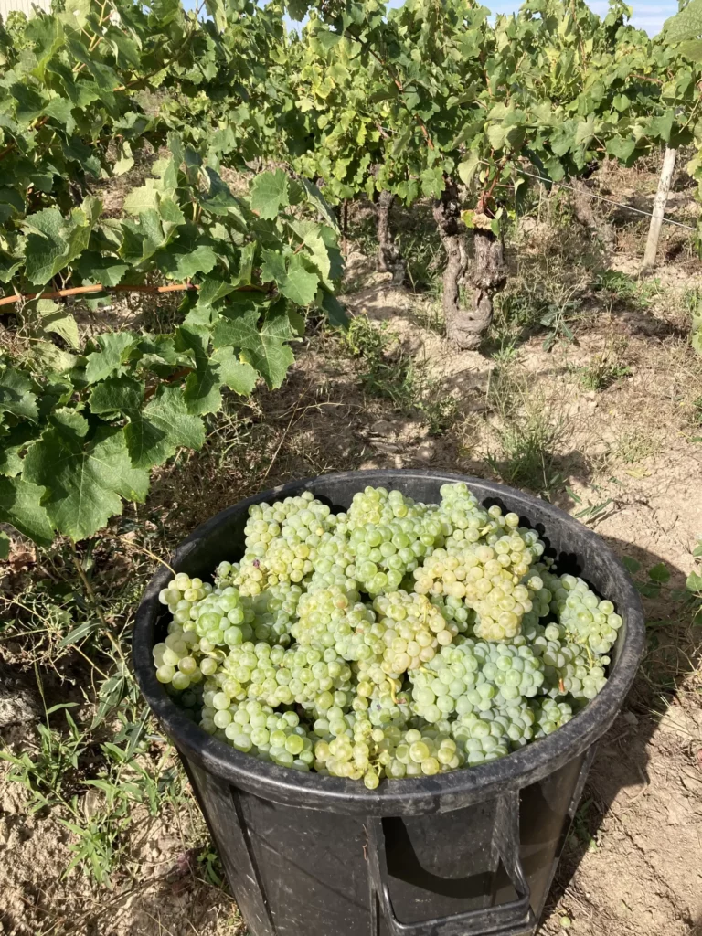 Seau de raisin récolté dans les vignes