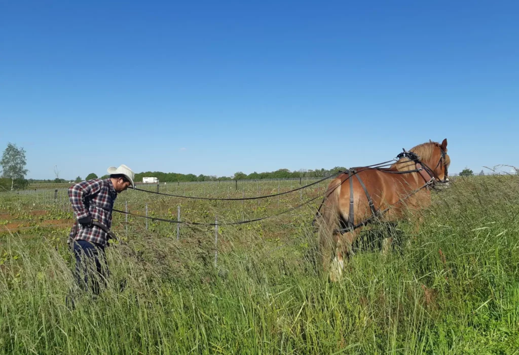 Personne qui travaille entre les vignes en tenant un cheval